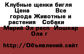 Клубные щенки бигля › Цена ­ 30 000 - Все города Животные и растения » Собаки   . Марий Эл респ.,Йошкар-Ола г.